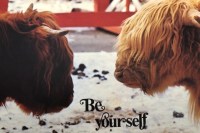 brown and white buffalo face each other metaphor for ethnic groups, avoid prejudice, love neighbors